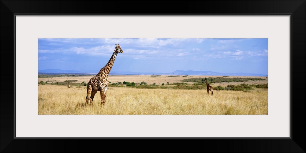 Panoramic photograph of grassy meadow with under a cloudy sky with African animals grazing.