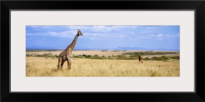 Giraffe Maasai Mara Kenya