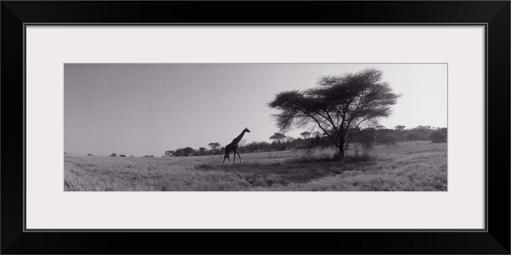 Panoramic photograph of tall, long-necked animal walking toward tall tree.