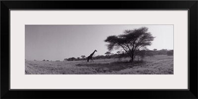 Giraffe on the plains Kenya Africa