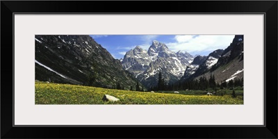 Glacier lilies in a field with mountains in background, Grand Teton National Park, Wyoming