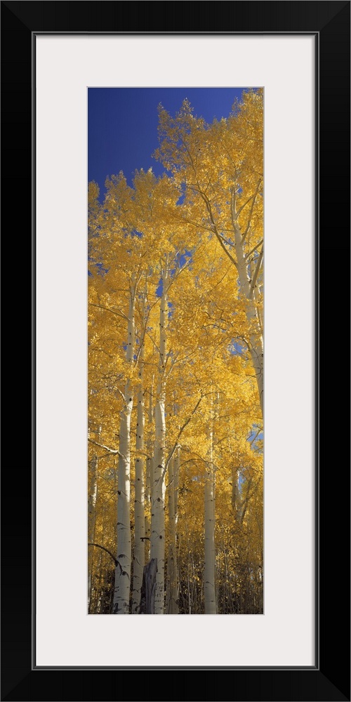 Vertical panoramic of tall yellow leaved trees in Flagstaff, Arizona.