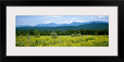 Goldenrod flowers in field with mountains in the background, Adirondack High Peaks, Adirondack Mountains, New York State