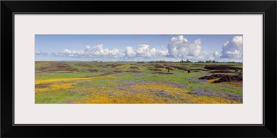 Goldfield flowers in a field, Table Mountain, Sierra Foothills, California