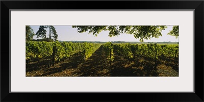 Grape vines in a vineyard, Loire Valley, France