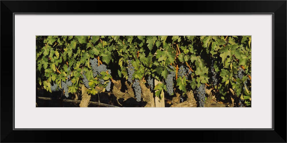 Grape vines in a vineyard, Napa Valley, California