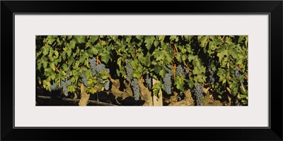 Grape vines in a vineyard, Napa Valley, California