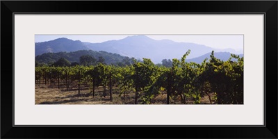 Grape vines in a vineyard, Napa Valley, Napa County, California