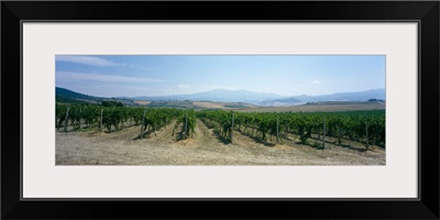 Grape vines in a vineyard, Tavernelle, Lunigiana, Tuscany, Italy