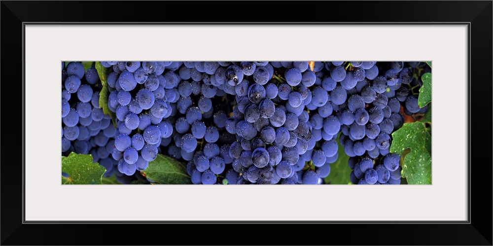 Horizontal, close up photograph of several, plump bunches of grapes with water droplets, on the vine in Napa, California.