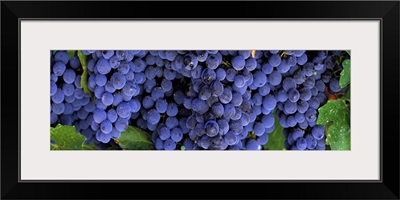 Grapes on the Vine Napa California