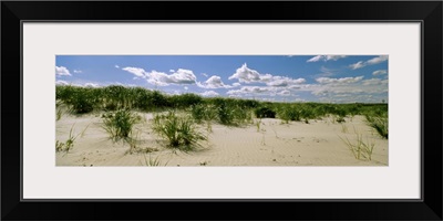 Grass among the dunes, Crane Beach, Ipswich, Essex County, Massachusetts