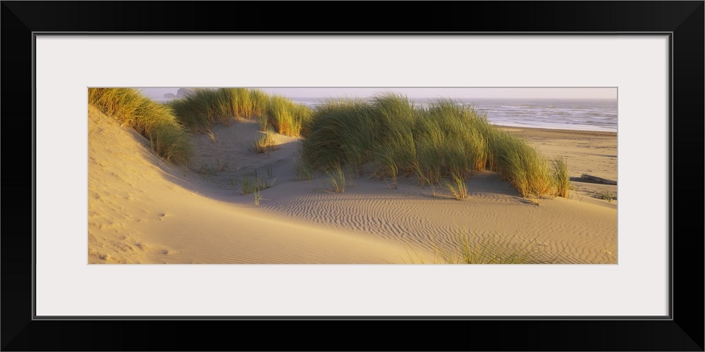 Large panoramic photograph of grass and dunes in the Bandon State Natural Area in Bandon, Oregon. The calm Pacific Ocean i...