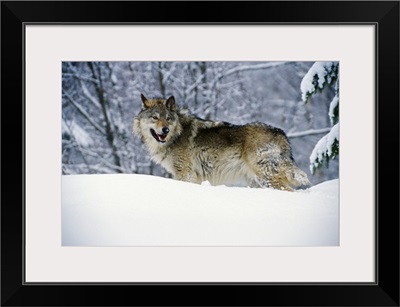 Gray wolf in snow, Montana