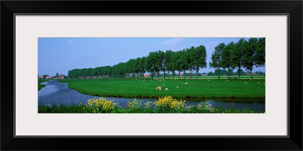 Grazing Sheep Along Canal The Netherlands