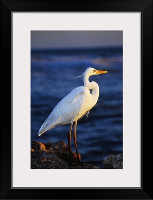 Great white heron bird on beach, profile, Captiva Island, Florida