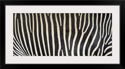 Grevey's Zebra Stripes
