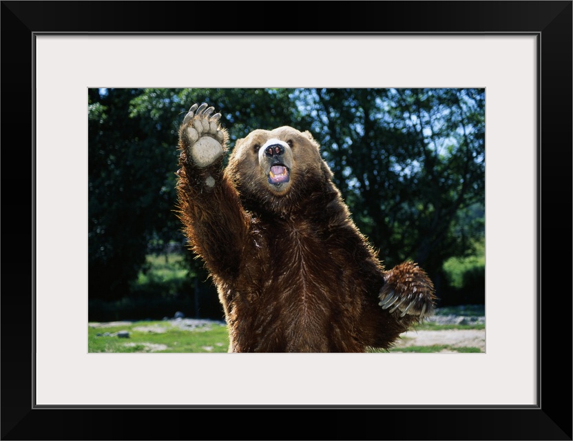 This large piece is a picture taken of a brown bear standing on it's back two legs with one paw in the air. Trees and foli...