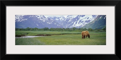 Grizzly bear (Ursus arctos horribilis) grazing in a field, Kukak Bay, Katmai National Park, Alaska