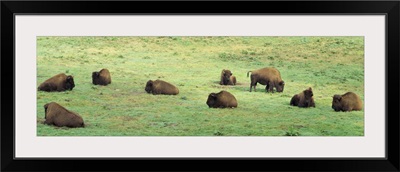 Group of American Bisons grazing in a field, San Francisco, California