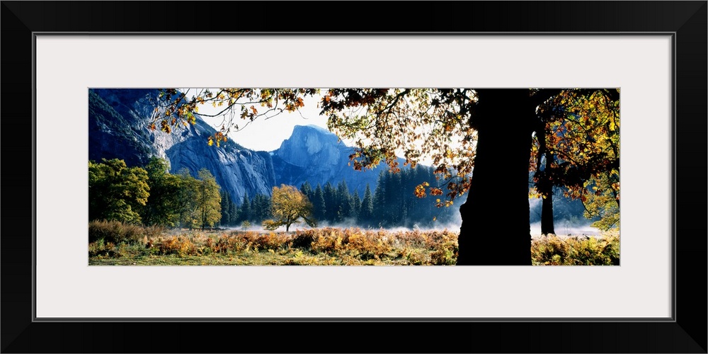 Giant, wide angle view of a large tree and branches in the foreground, beyond the distant trees is Half Dome in Yosemite N...