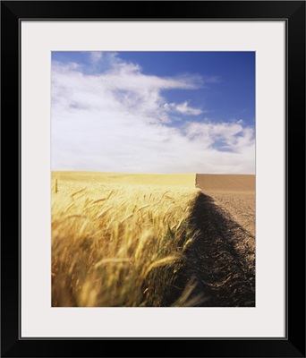 Half harvested wheat field, Palouse Country, Washington State