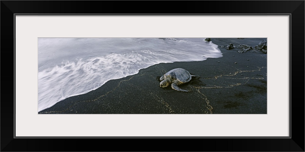 Hawksbill Turtle on the beach, Punalu'u Black Sand Beach, Big Island, Hawaii