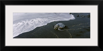 Hawksbill Turtle on the beach, Punalu'u Black Sand Beach, Big Island, Hawaii