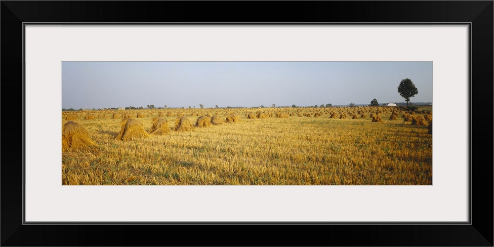 Hay bales in a field, Indiana