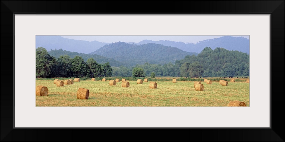 Hay bales in a field, Murphy, North Carolina