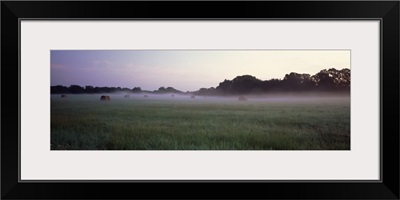 Hay bales in a field Texas