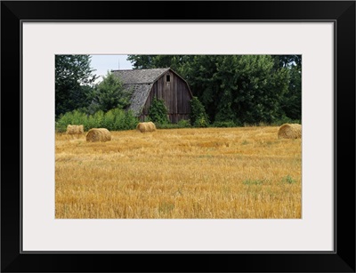 Hay bales in field, weathered barn, Michigan
