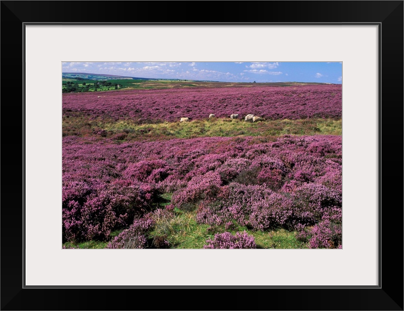 Heather in Yorkshire England