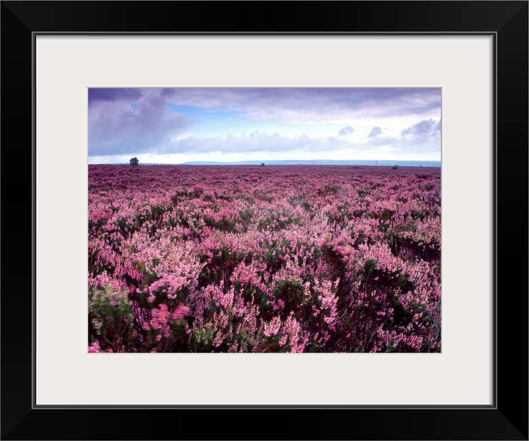 Heather on Moor N Yorkshire England