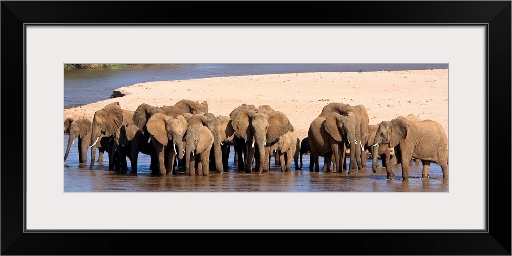 A large panoramic photograph of a herd of elephants standing in shallow water with a patch of land directly behind them.