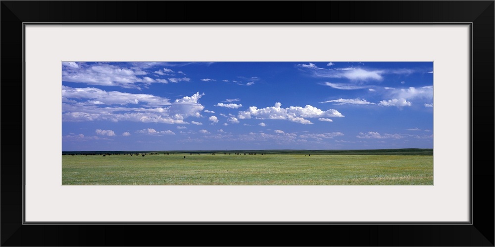 Herd of Bison on prairie Cheyenne WY