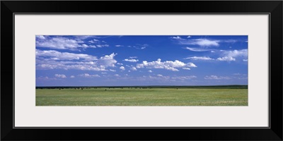 Herd of Bison on prairie Cheyenne WY