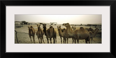 Herd of camels in a farm, Abu Dhabi, United Arab Emirates