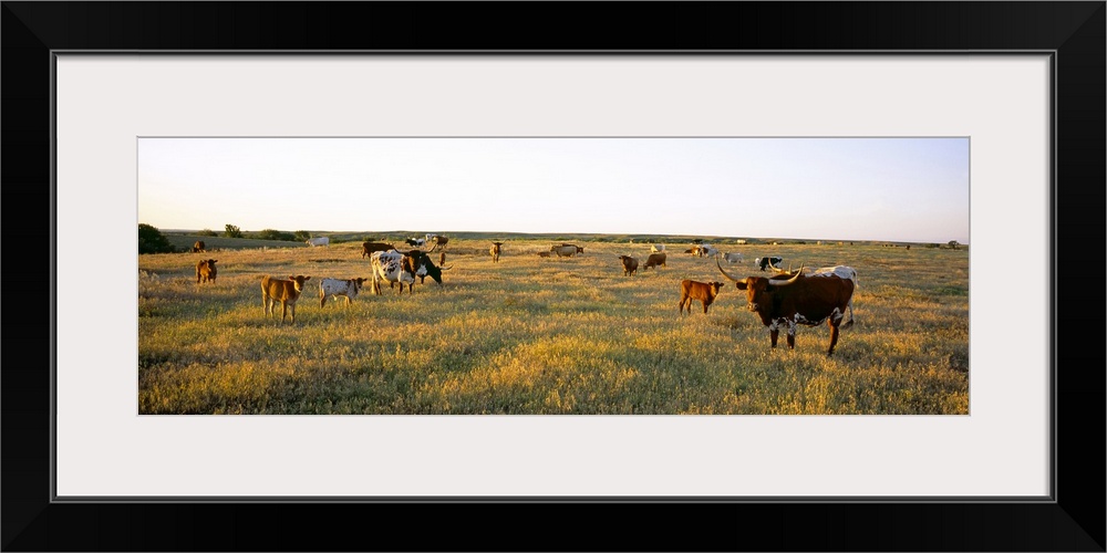 Herd of cattle grazing in a field, Texas Longhorn Cattle, Kansas