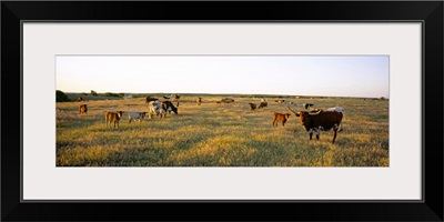 Herd of cattle grazing in a field, Texas Longhorn Cattle, Kansas