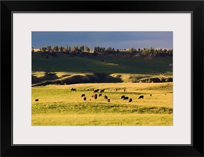 Herd of cattle grazing in grassy meadow, Missouri Breaks, Montana