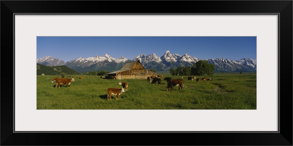 Long and narrow photo on canvas of cows in a pasture with a barn and rugged snowy mountains in the distance.