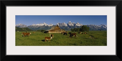 Herd of cows grazing in a field, Grand Teton National Park, Wyoming