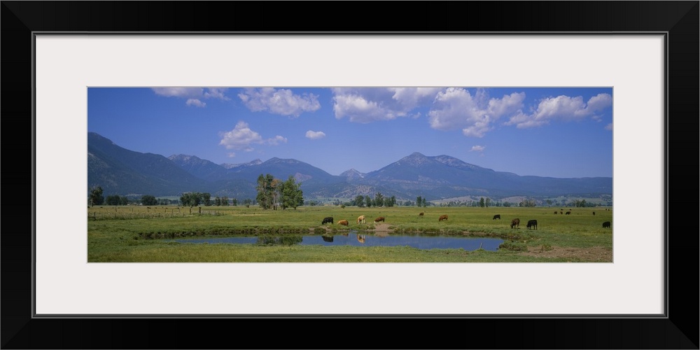 Herd of cows grazing in a field, Haines, Oregon