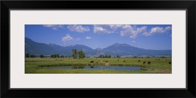 Herd of cows grazing in a field, Haines, Oregon