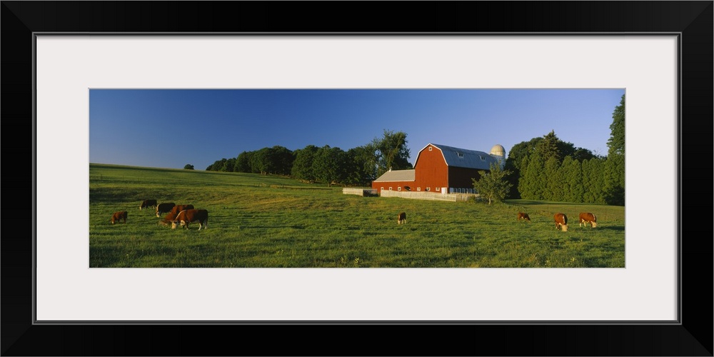 Herd of cows grazing in a field, Kent County, Michigan