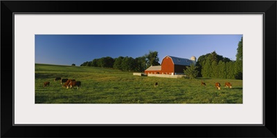 Herd of cows grazing in a field, Kent County, Michigan