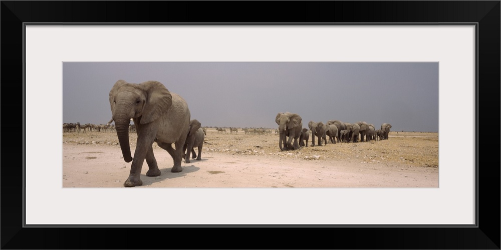 Herd of female African elephants Loxodonta africana with their calves Etosha National Park Kunene Region Namibia