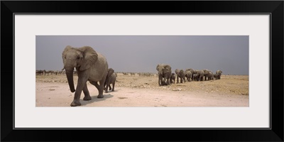 Herd of female African elephants Loxodonta africana with their calves Etosha National Park Kunene Region Namibia