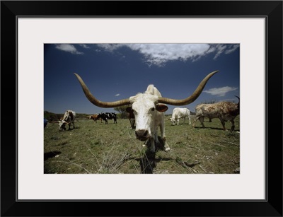 Herd of Texas Longhorn cattle in a field